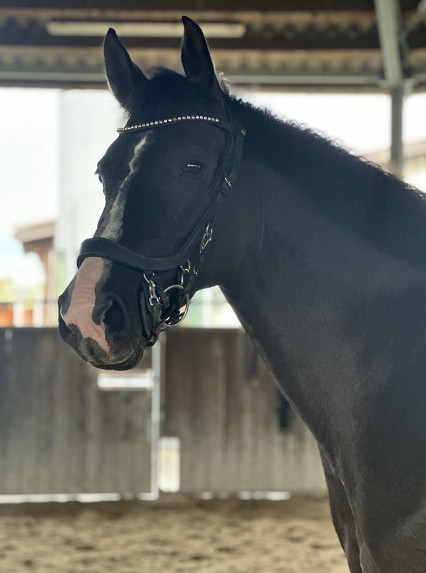 Cz Stute / Springpferd / Zuchtstute zu verkaufen