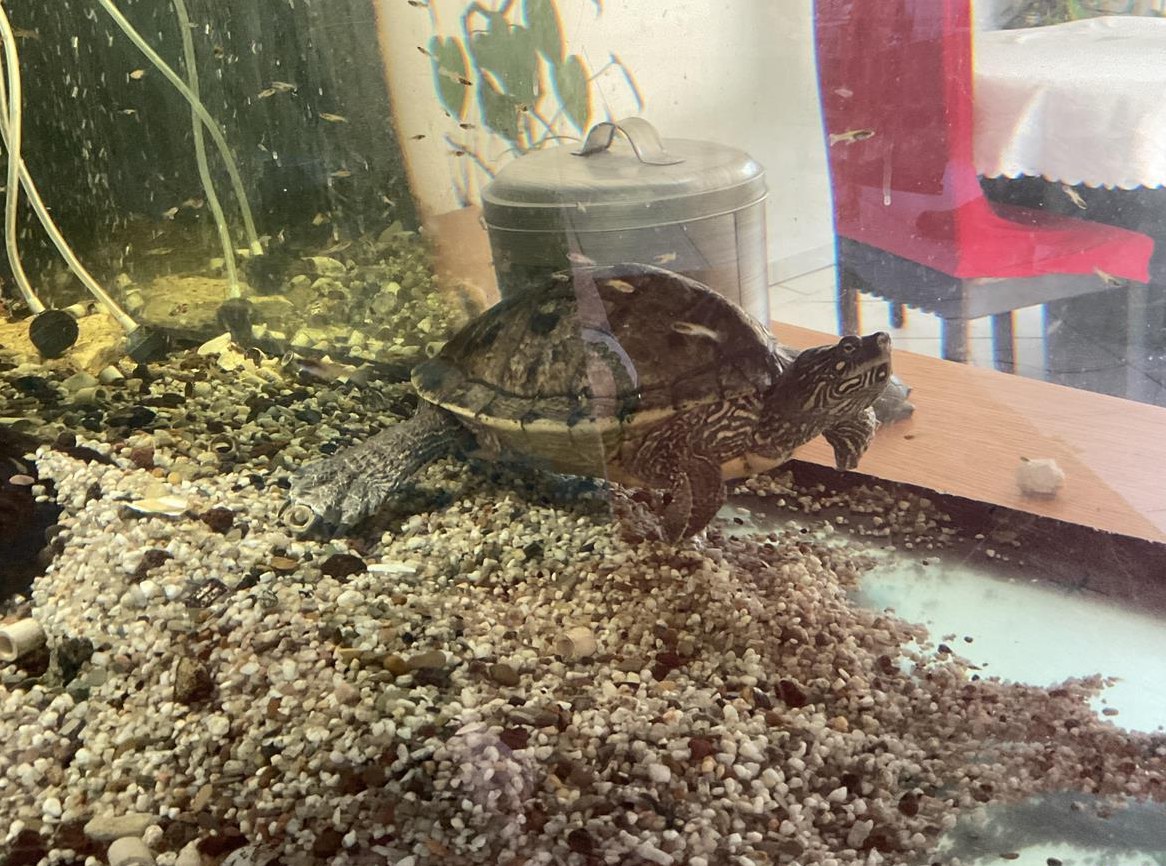 3 Wasserschildkröten abzugeben, Region Dreiländereck F/DE/CH