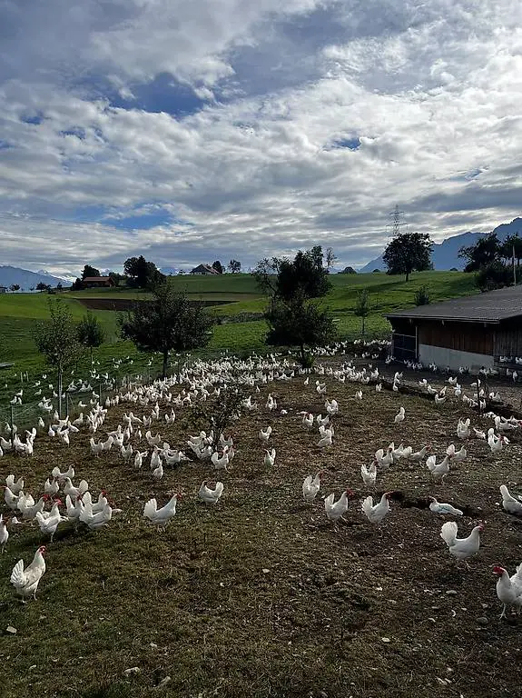Legehennen zu verkaufen.