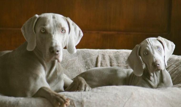 Weimaraner - Wurfplanung