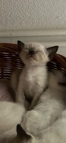 Reinrassige Siamkitten Seal Point