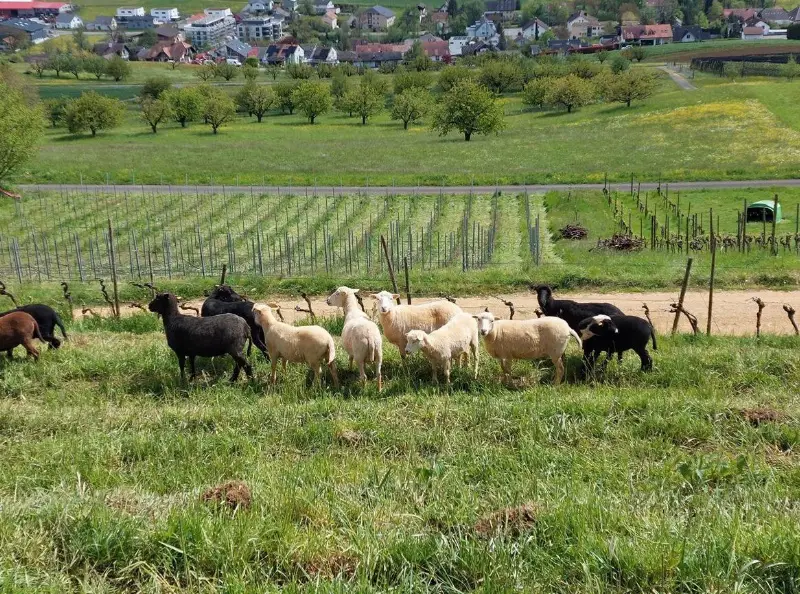Skudden Auen zu verkaufen
