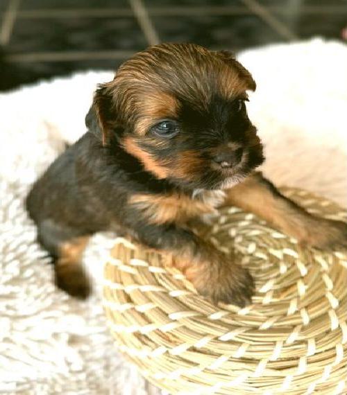 Havaneser Welpen suchen neues Zuhause