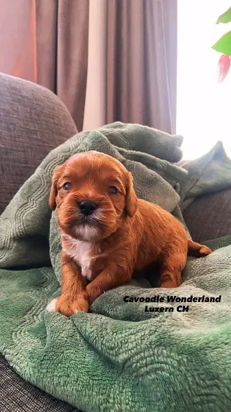 Cavapoo F1 Welpen | Wurfankündigung