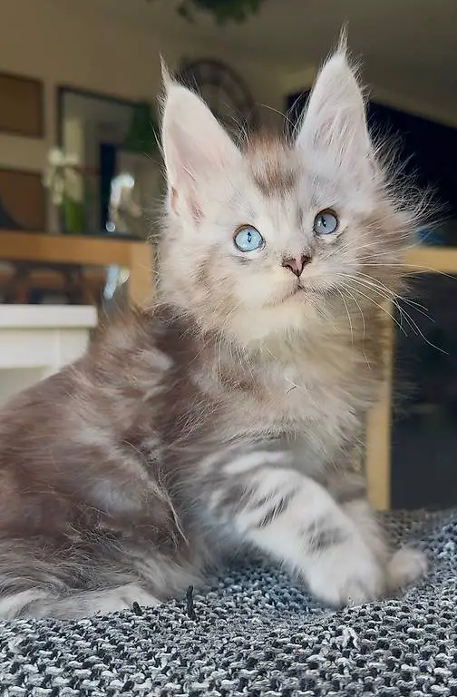 Maine Coon occhi azzurri