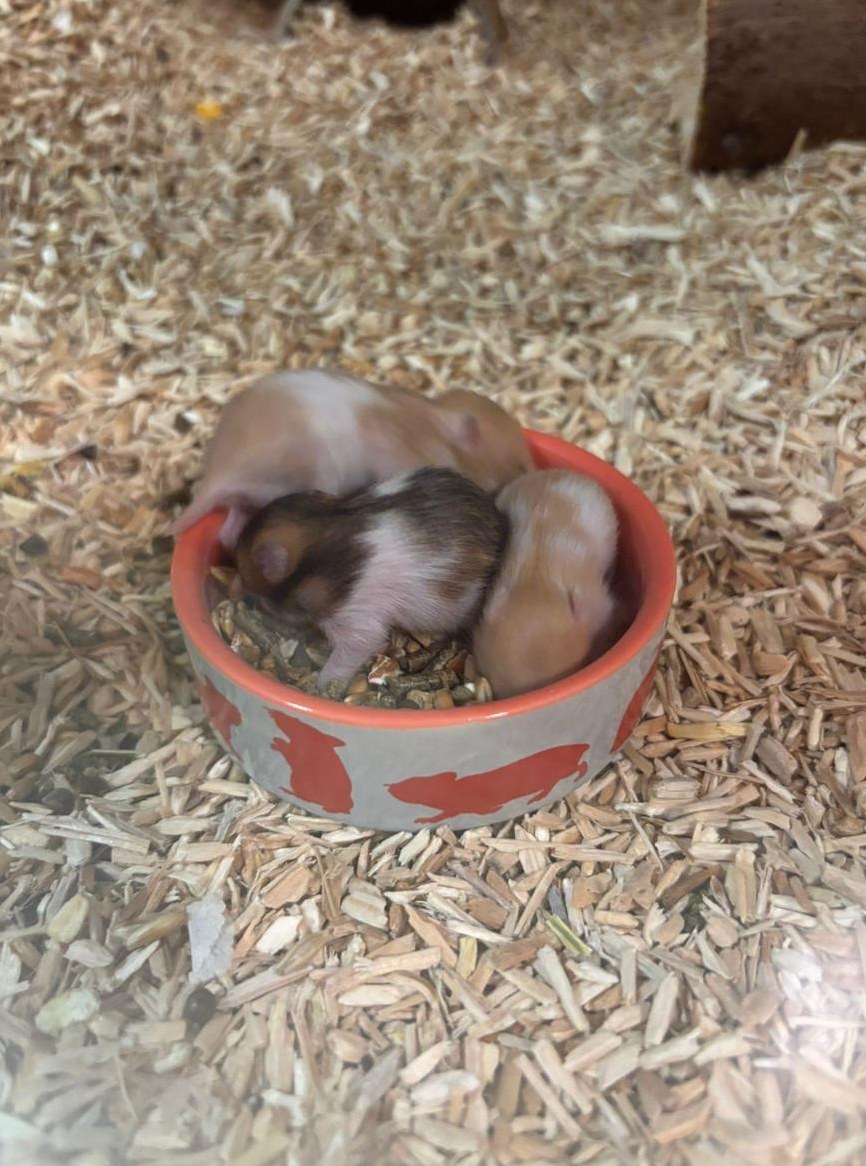 Teddyhamster Babys zu verkaufen