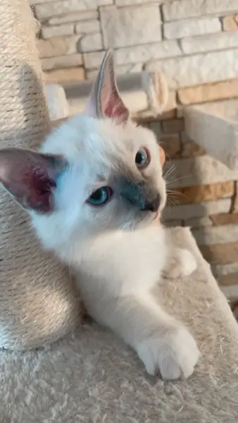 Ragdoll/ Heilige Birma Kitten