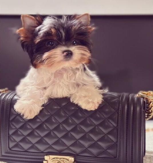 Super süsse Biewer und Yorkshire Terrier Welpen