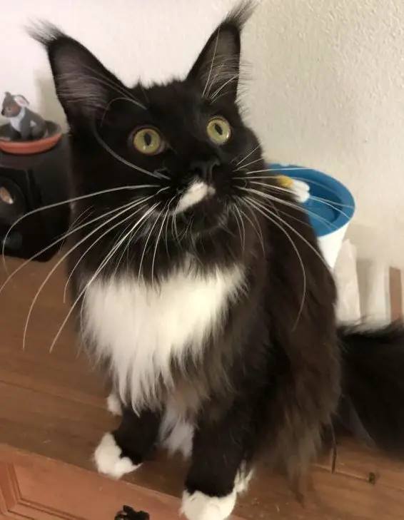 Katzenbetreuung mit Herz in Bern West & Umgebung