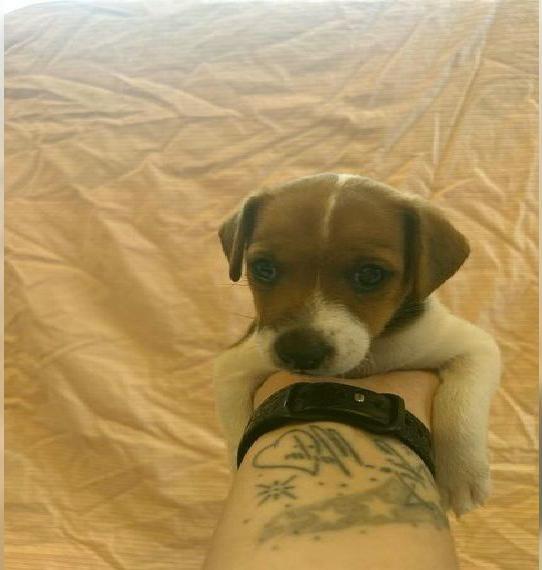 Foxterrier Welpen Glatthaar