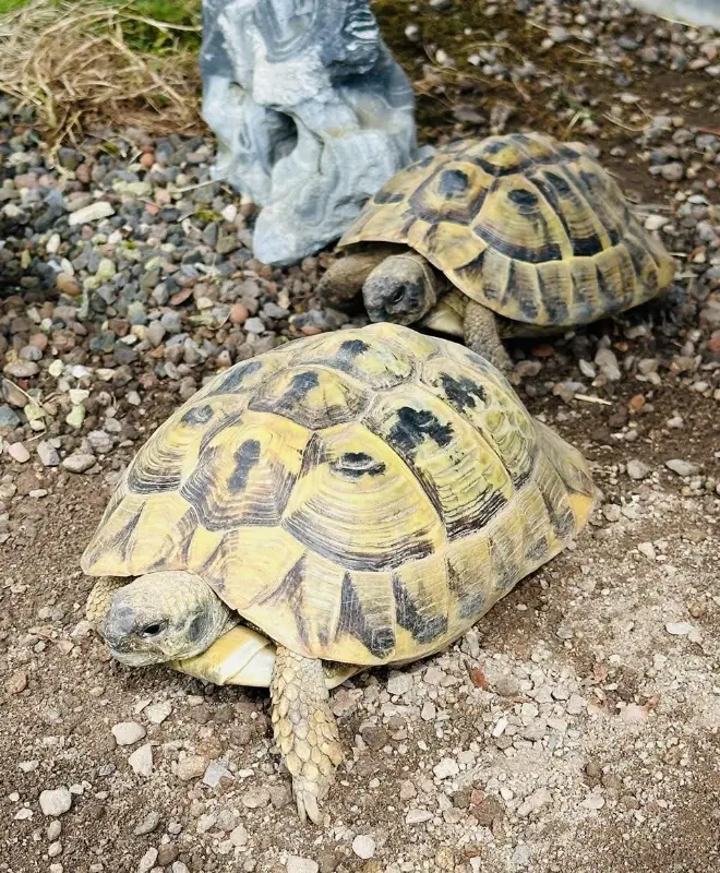 Griechisches Landschildkröten Paar zu verkaufen