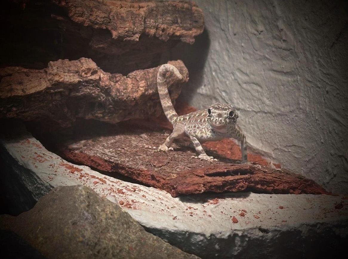 Skorpionschwanzgeckos Männchen zu verkaufen