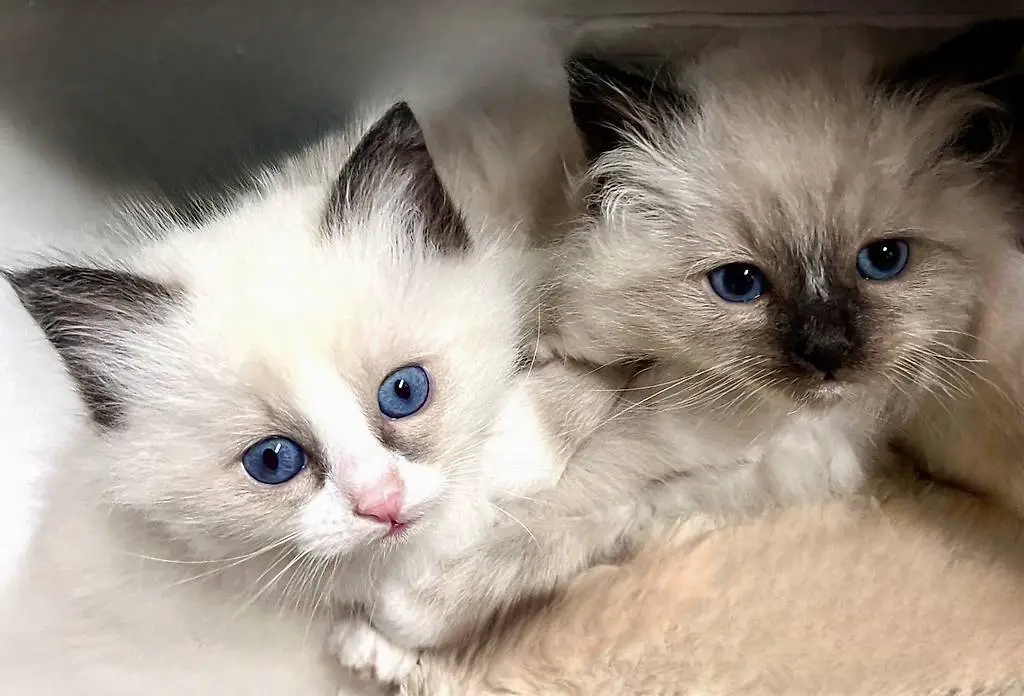 Wunderschöne Heilige Birma x Ragdoll Kätzchen zu verkaufen.