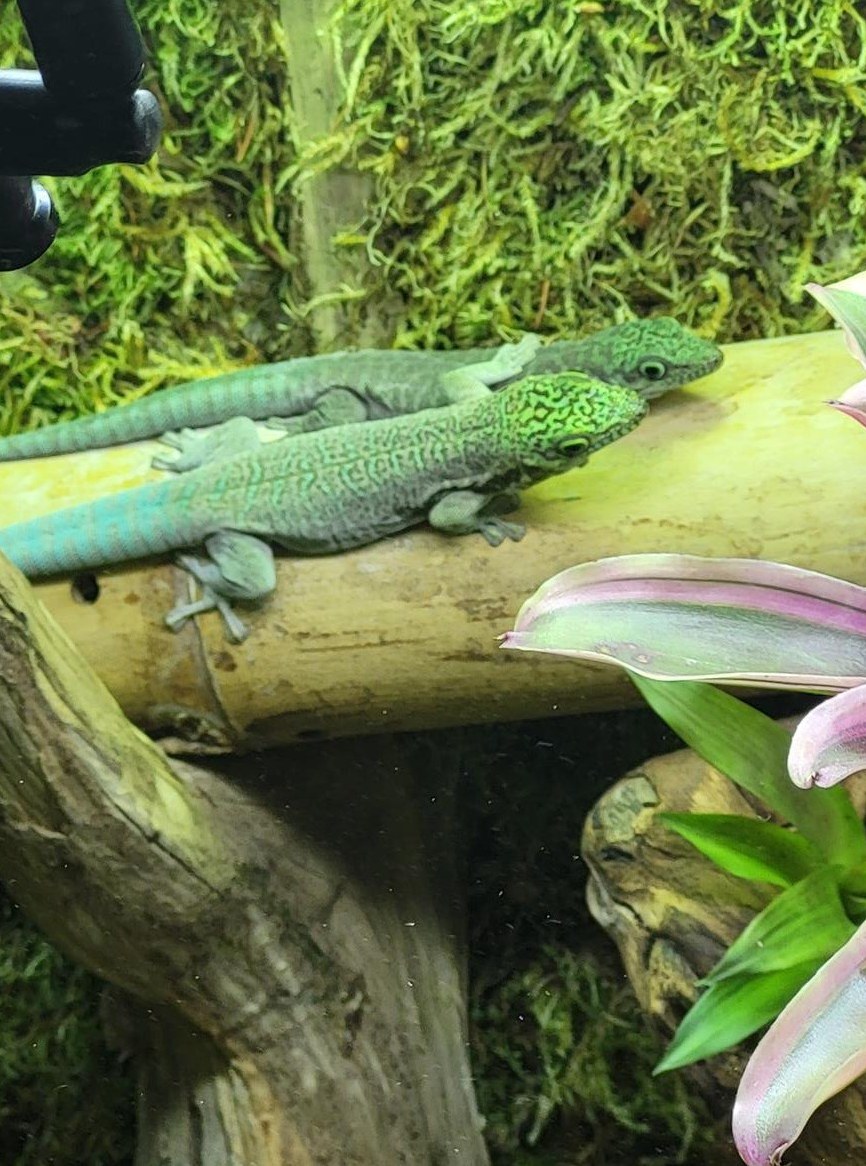 Phelsuma standingi Paar, Querstreifen-Taggecko