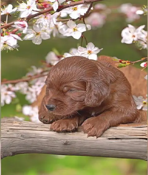 Valentinstags Irish Setter Welpen mit FCI- und VDH-Papieren