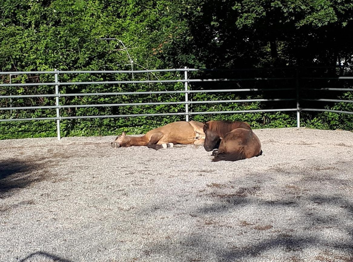 Offenstall 1 bis 2 Plätze frei in Selbstversorgerstall, ZH-Oberland