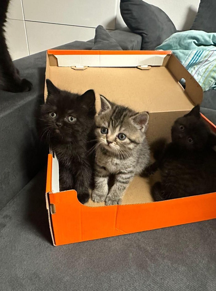 Britisch Kurzhaar Kitten, Weibchen und Männchen