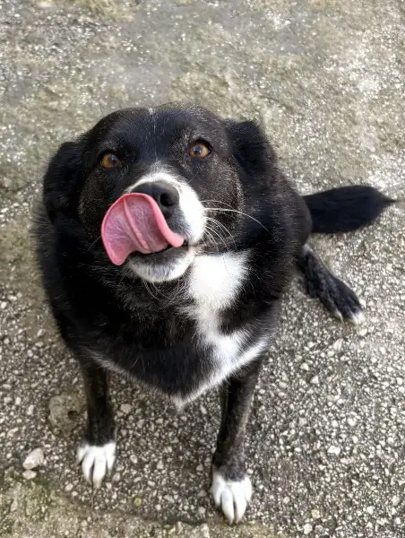 Agapi, Mischlingshündin, ca. 3,3 Jahre, z.zt. in Griechenland