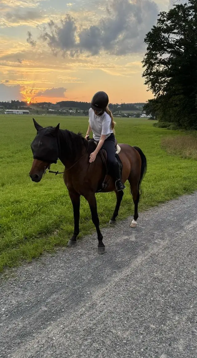 Suche Reitbeteiligung im Raum Luzern