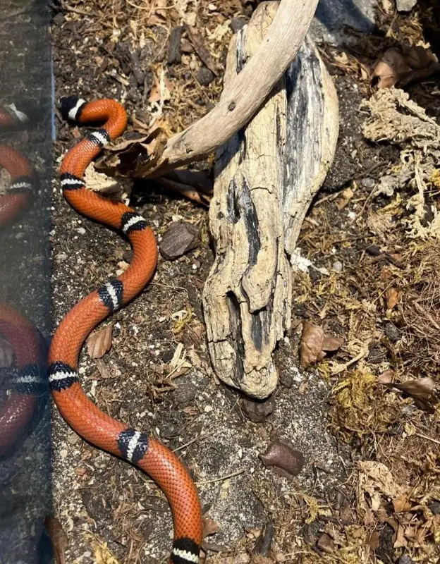 Sinaloa Königsnatter mit / ohne Terrarium abzugeben