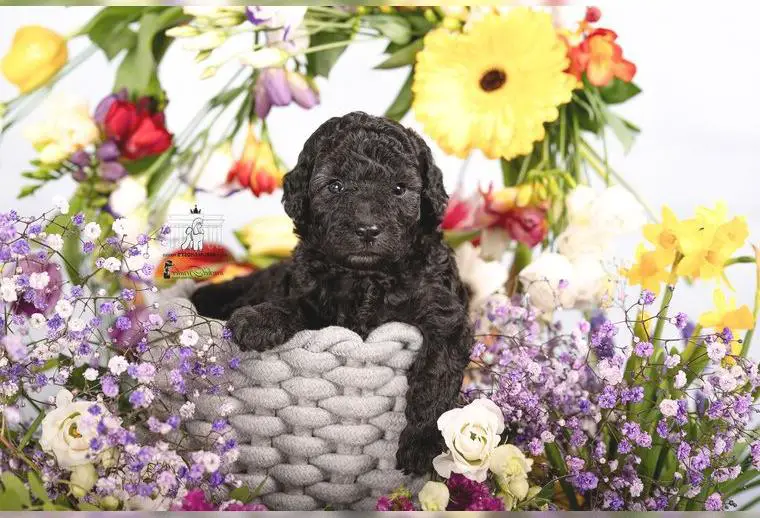 Silberne Zuckermäuse - Klein Pudel Silber- suchen einen Lebensplatz