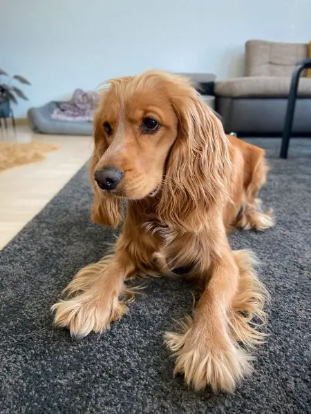 Cocker Spaniel Finn sucht ein Zuhause