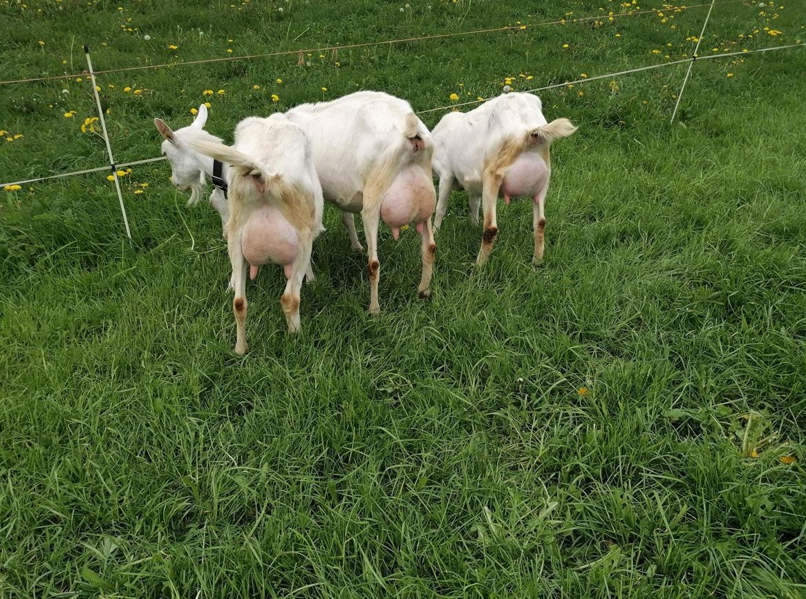Schöne Saanenziege zu verkaufen