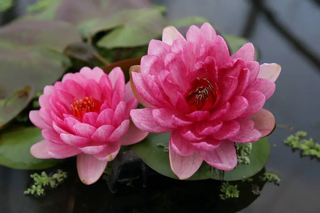 Seerose Teichpflanze Nymphaea "Perry"s Red Dwarf"
