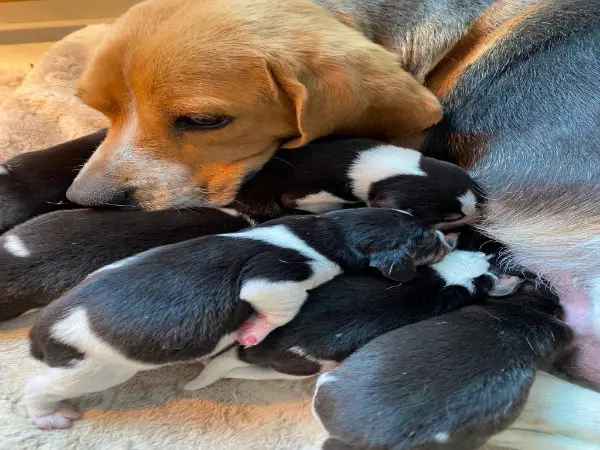 Reinrassige Beagle-Welpen