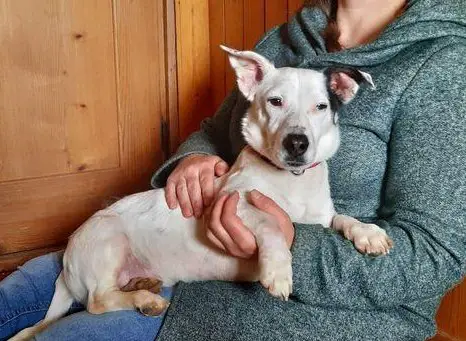 Rüde Mateo, kastriert sucht ein Zuhause