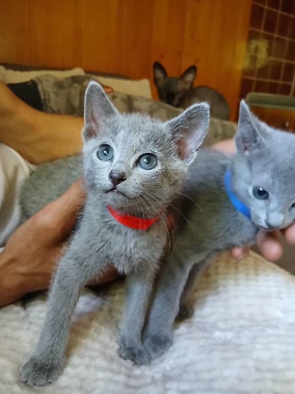 Russisch Blau katze kitten Katzenbaby chat