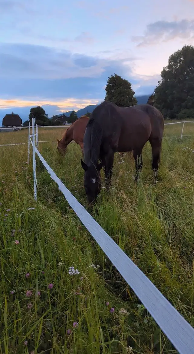 Wallach WG in kleinem Privatstall in Oberdorf SO sucht...