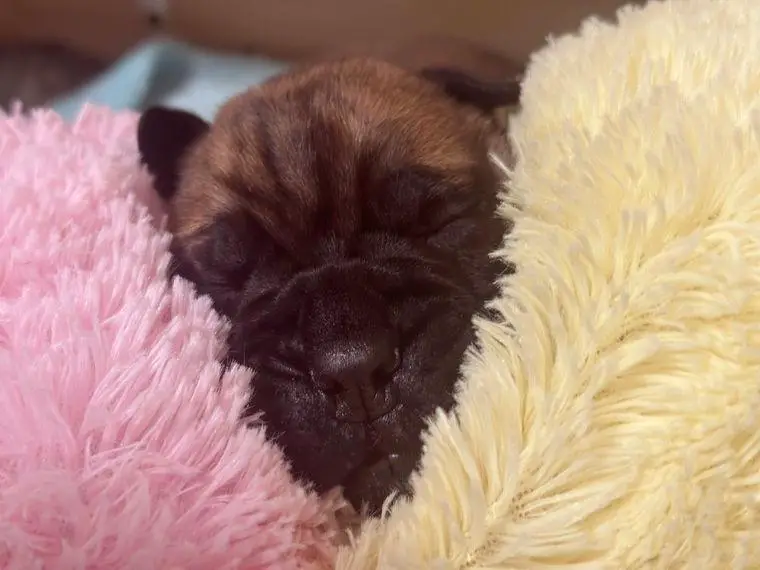 Unsere Welpen sind geboren