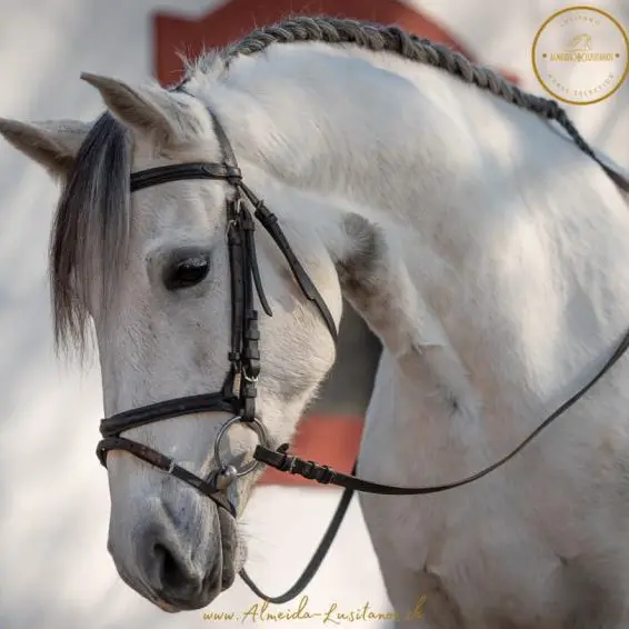 Dressurbetonte Lusitano Stute, Apfelschimmel