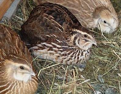 Lege- & Zwergwachtel