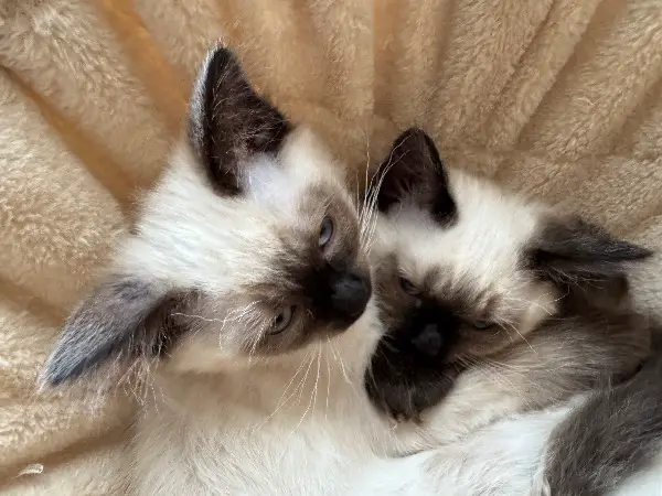 Süsse heilige Birma/Ragdoll Mix Kitter