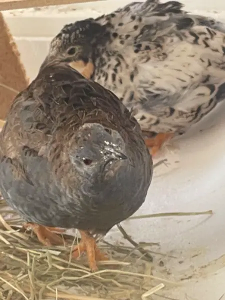 Diverse Zwergwachtel Farbschläge