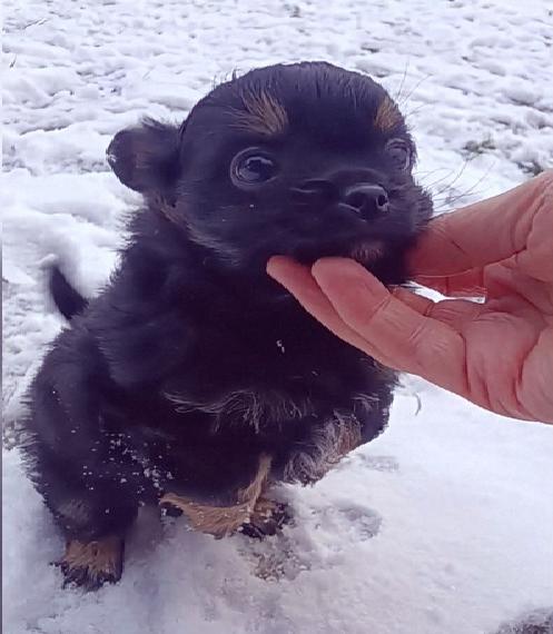 Kinderlieber PomChi langhaar Welpe