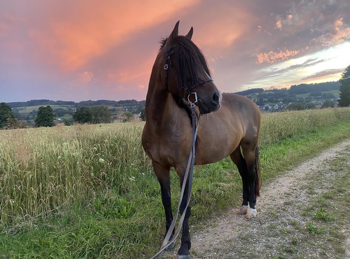 Reitbeteiligung für Spanier Wallach in Triengen LU