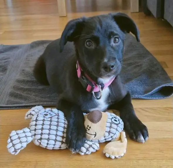 1 . Aussiedor Welpen für Familie und Therapiehund