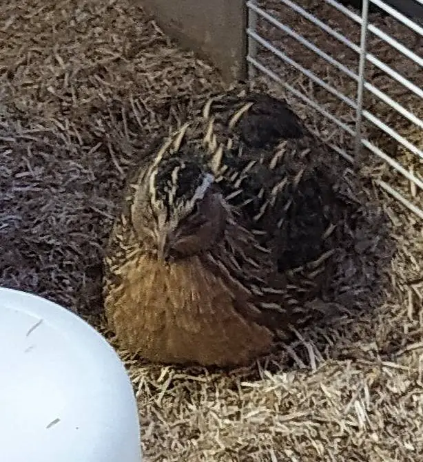 Wachtel Hahn mit Rot/Roux-Gen