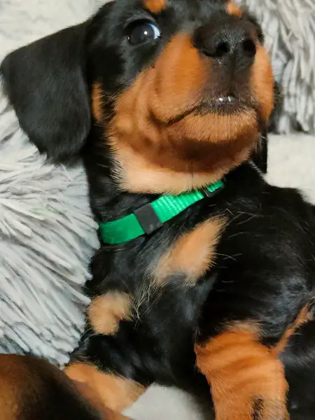 Dackel Welpen zu verschenken (Schweiz)