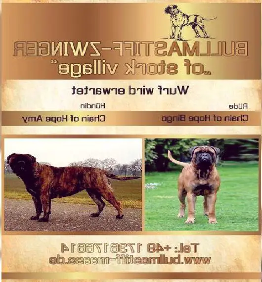 Wurfplanung www.bullmastiff-maass.de