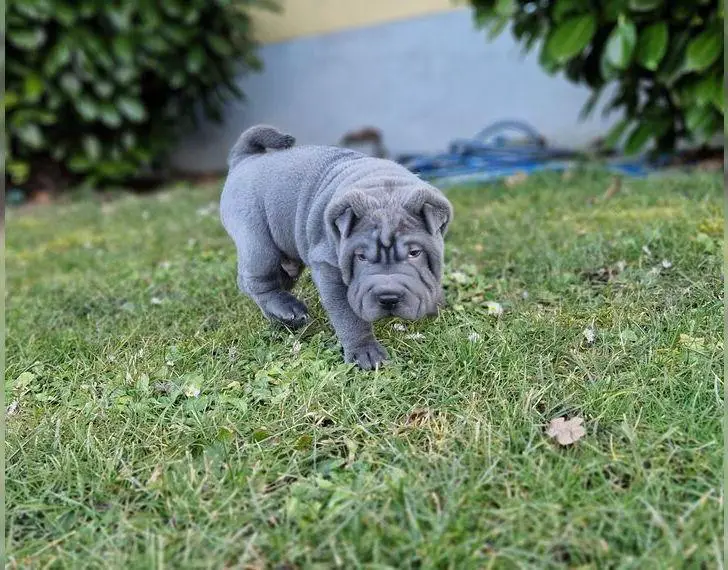 Shar Pei Welpen