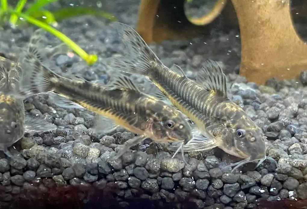 6er Gruppe Panzerwelse Aspidorus Spilotus