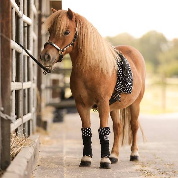 Calwiaro Longierset mit Sternen Schwarz MINISHETTY