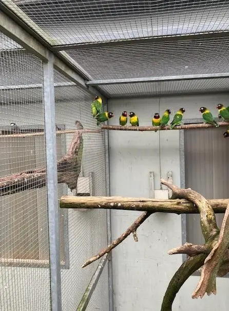 Schwarzköpfchen - Agapornis personatus