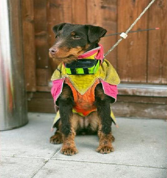 Braune Deutsche Jagdterrier Hündin mit Papier