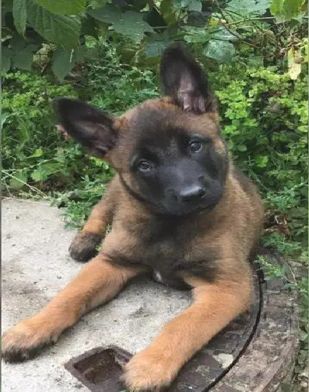 Malinois Welpen mit Papieren Belgische Schäferhunde