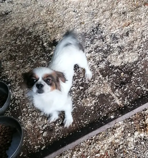 Tibet Spaniel - Pechinesen Mischlings Dame im Canile Lager